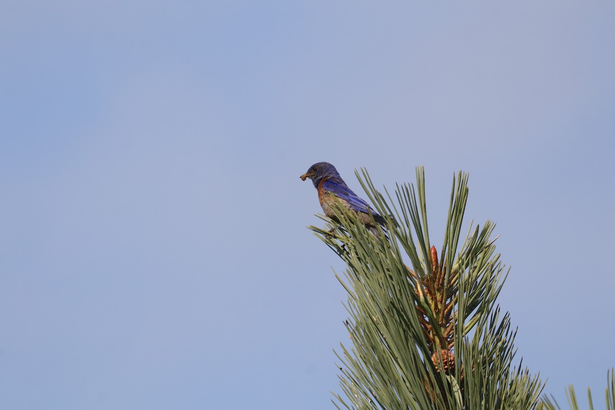 Western Bluebird - ML638276019
