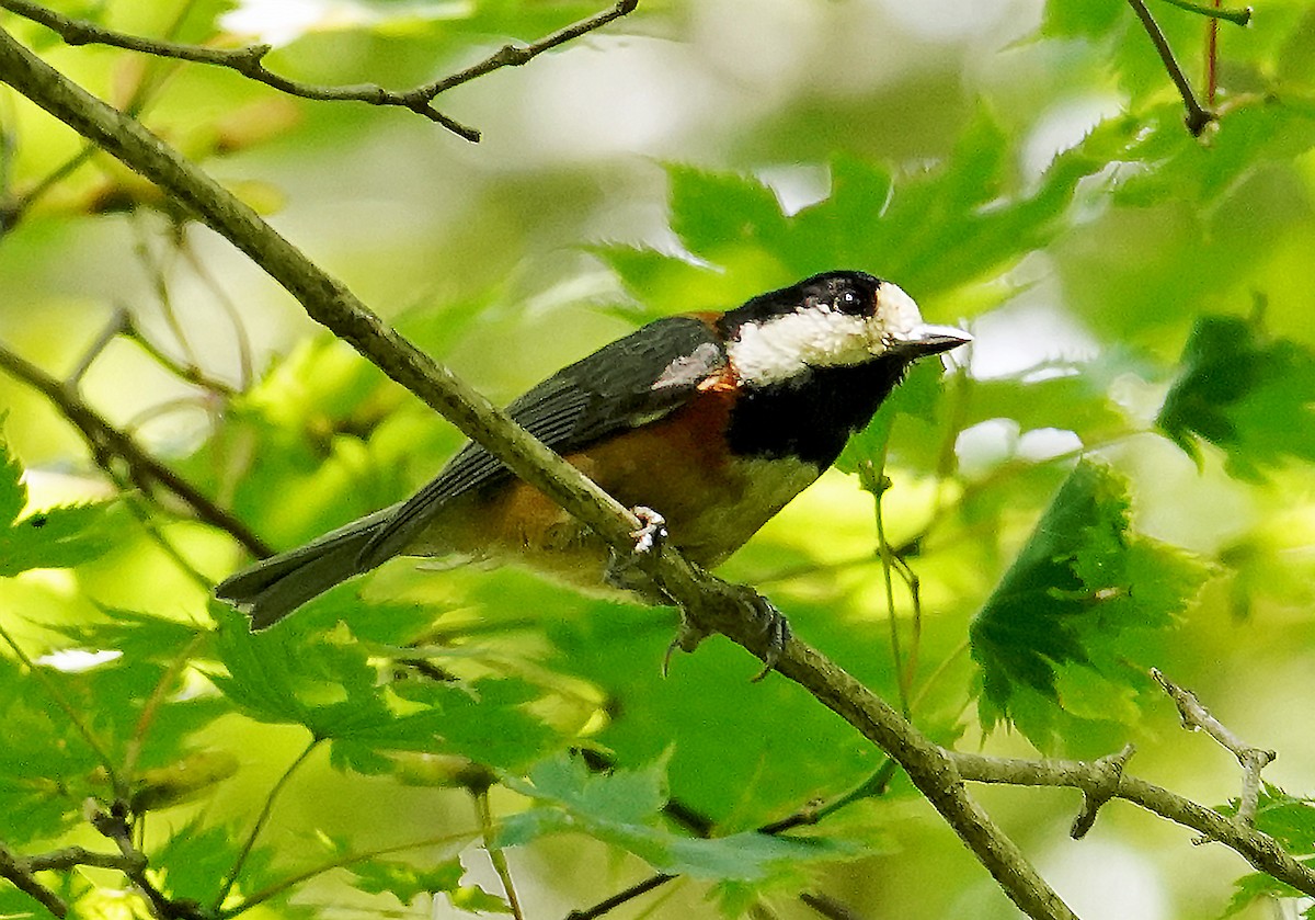 Varied Tit - ML638276028