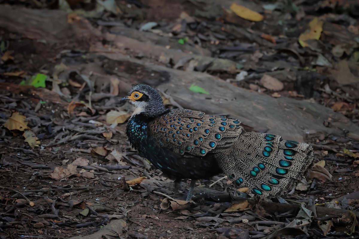 Bornean Peacock-Pheasant - ML638276029
