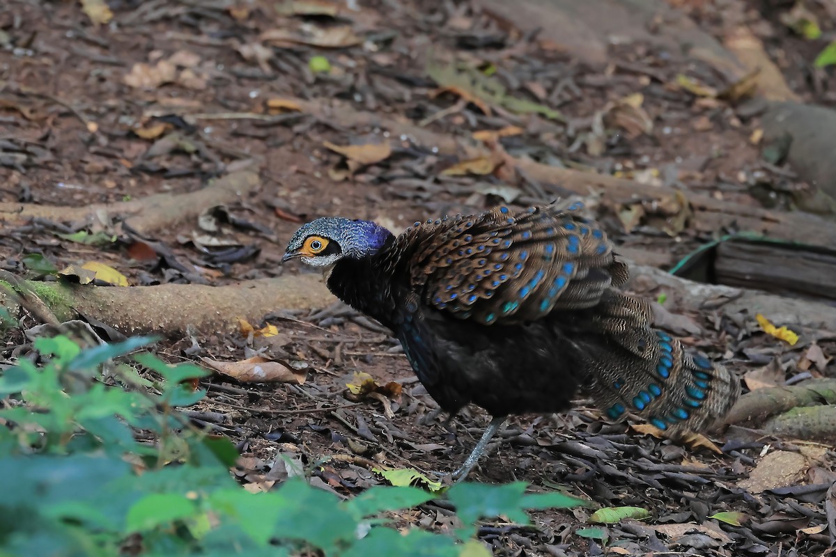 Bornean Peacock-Pheasant - ML638276030
