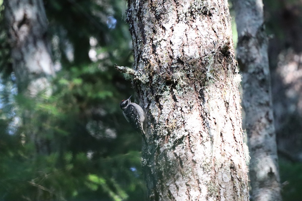 Hairy Woodpecker - ML638276033