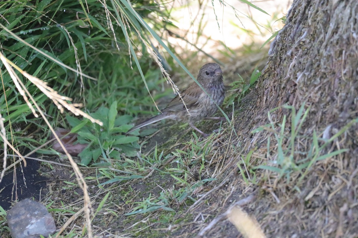 Dark-eyed Junco (Oregon) - ML638276035