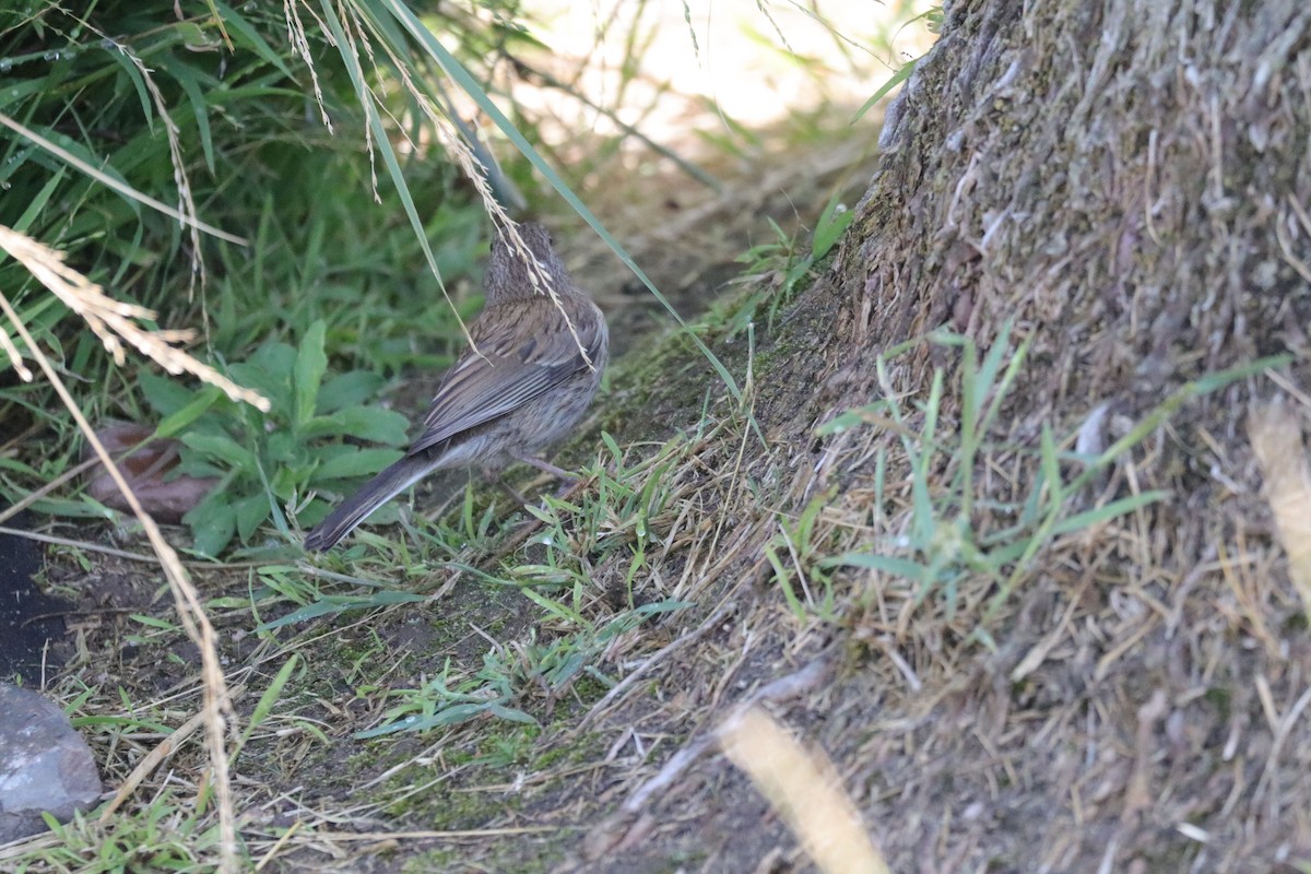 Dark-eyed Junco (Oregon) - ML638276036