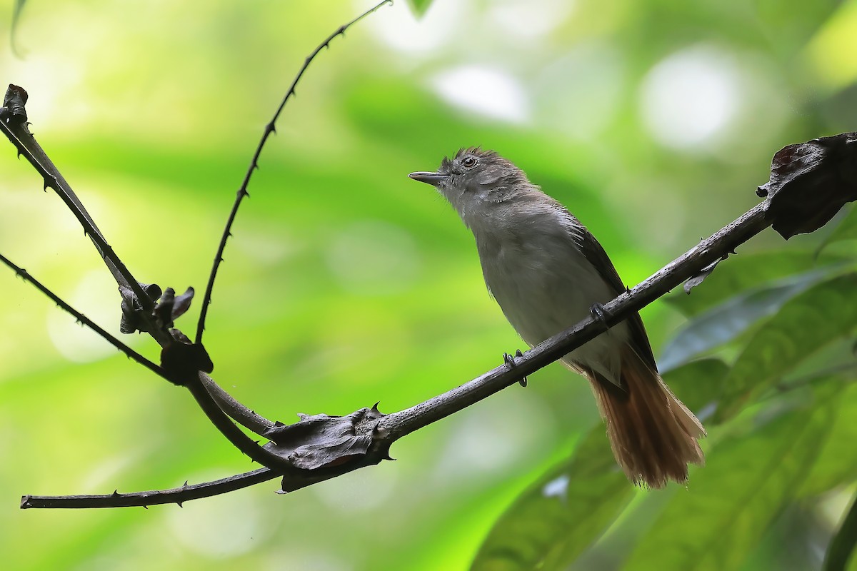Sooty-capped Babbler - ML638276040