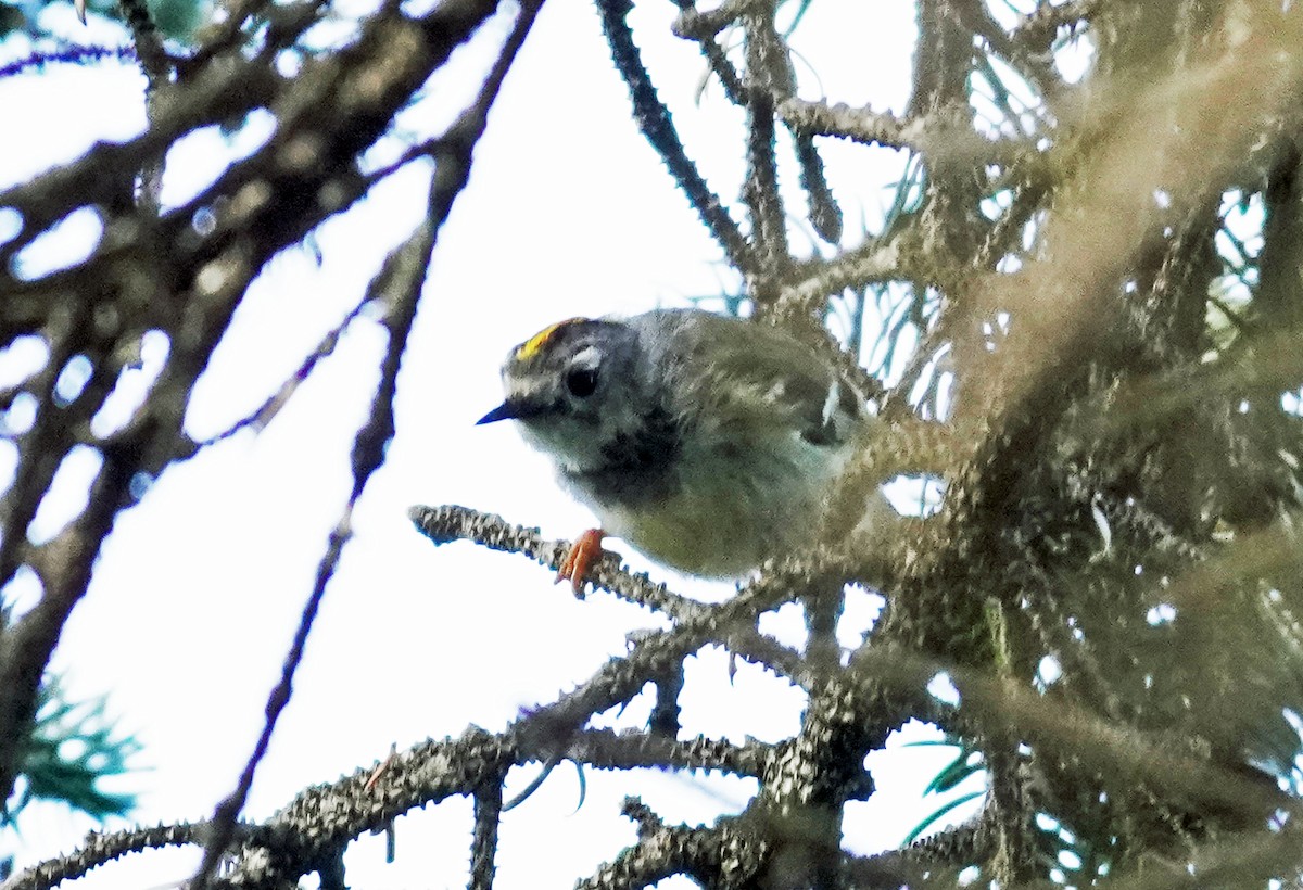 Goldcrest - ML638276041