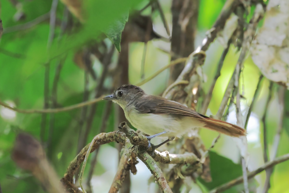 Sooty-capped Babbler - ML638276042
