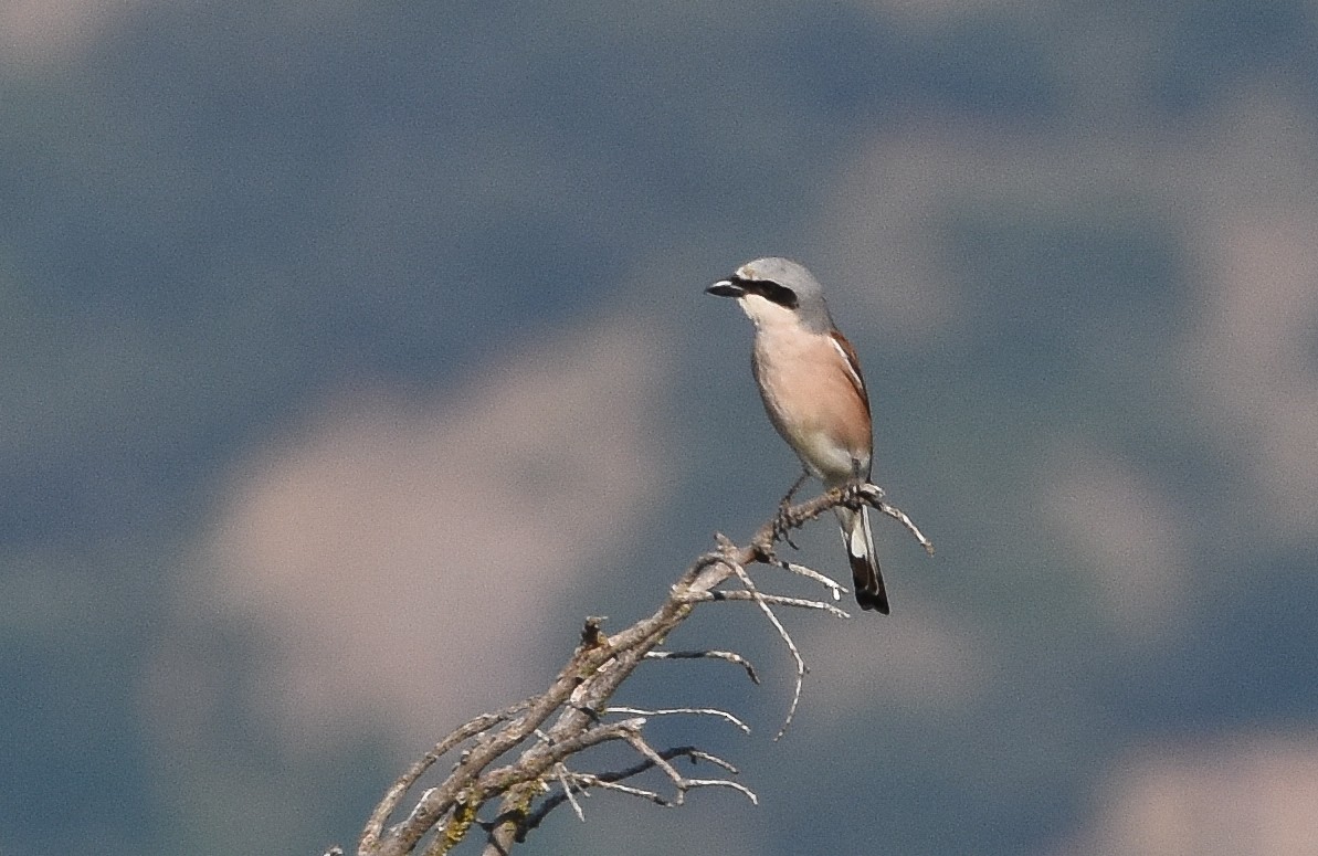 Pie-grièche écorcheur - ML638276047