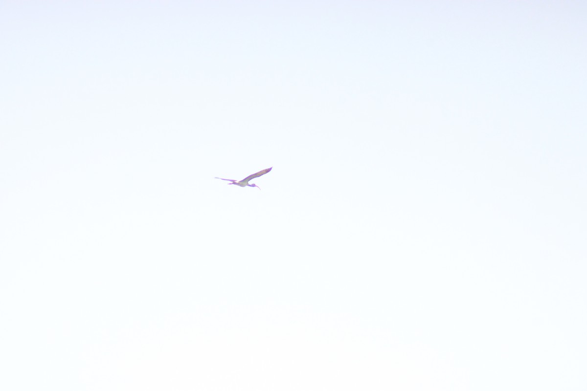 ibis bílý - ML638276056