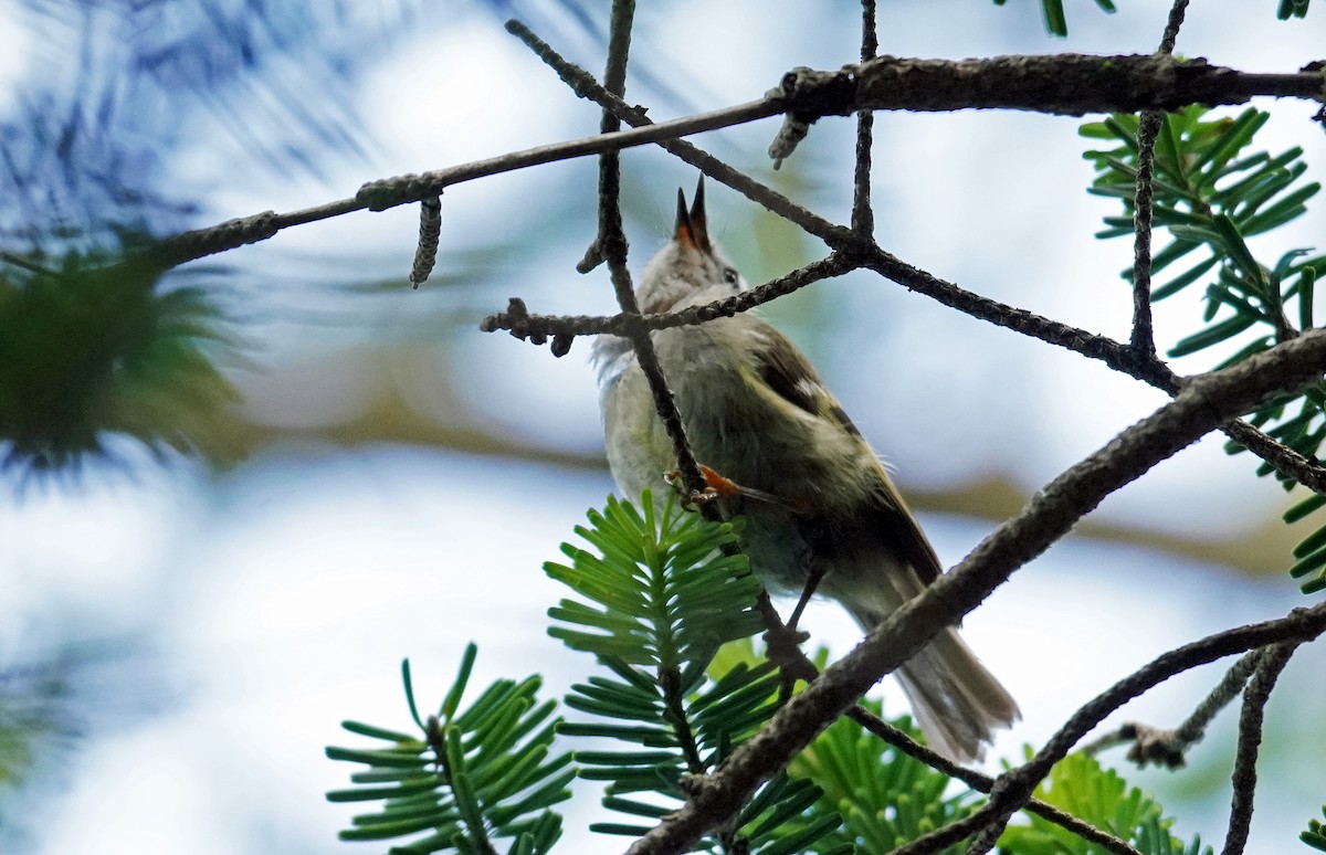 Goldcrest - ML638276057