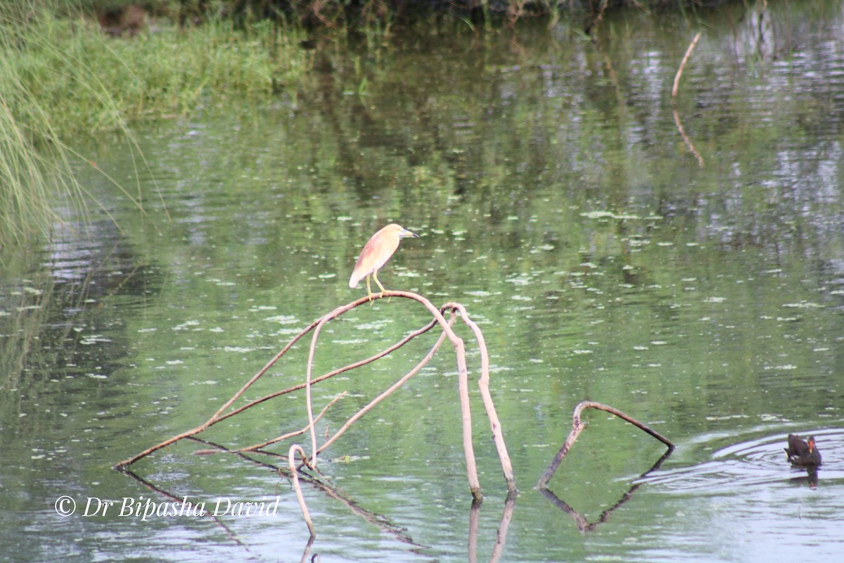 Indian Pond-Heron - ML638276063