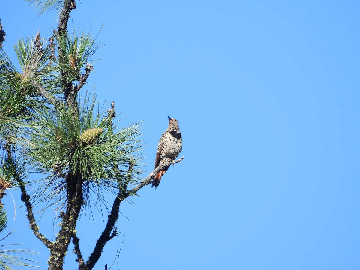 Northern Flicker (Red-shafted) - ML638276064