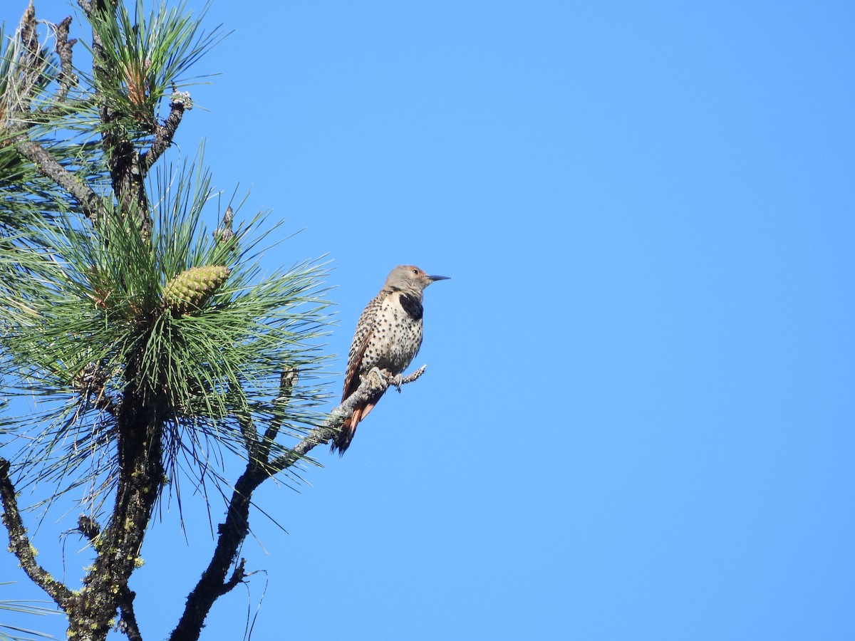 Northern Flicker (Red-shafted) - ML638276065