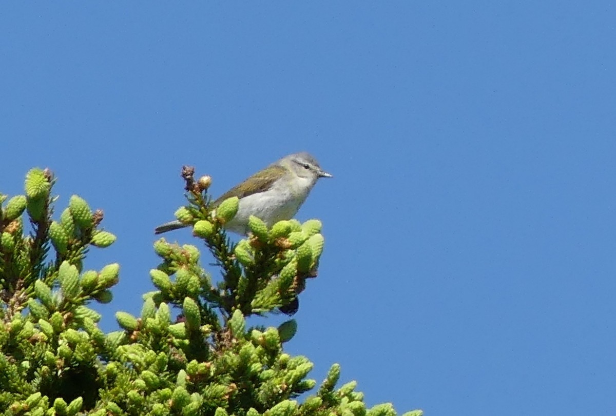 Tennessee Warbler - ML638276068