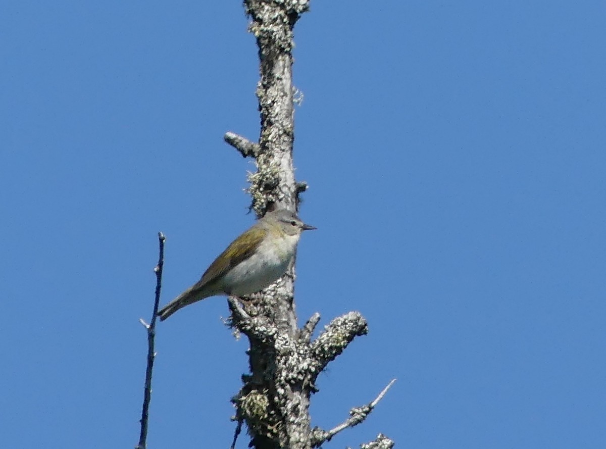 Tennessee Warbler - ML638276069