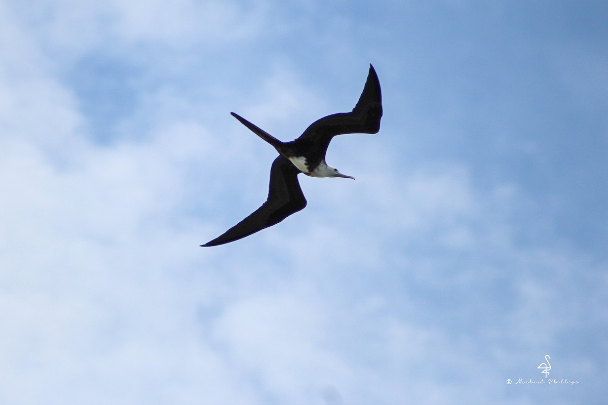 Magnificent Frigatebird - ML638276072