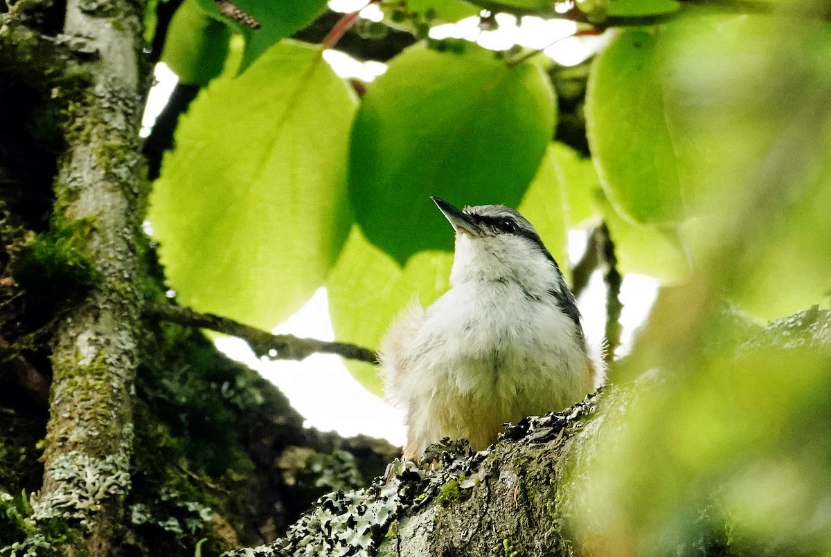 Eurasian Nuthatch - ML638276076