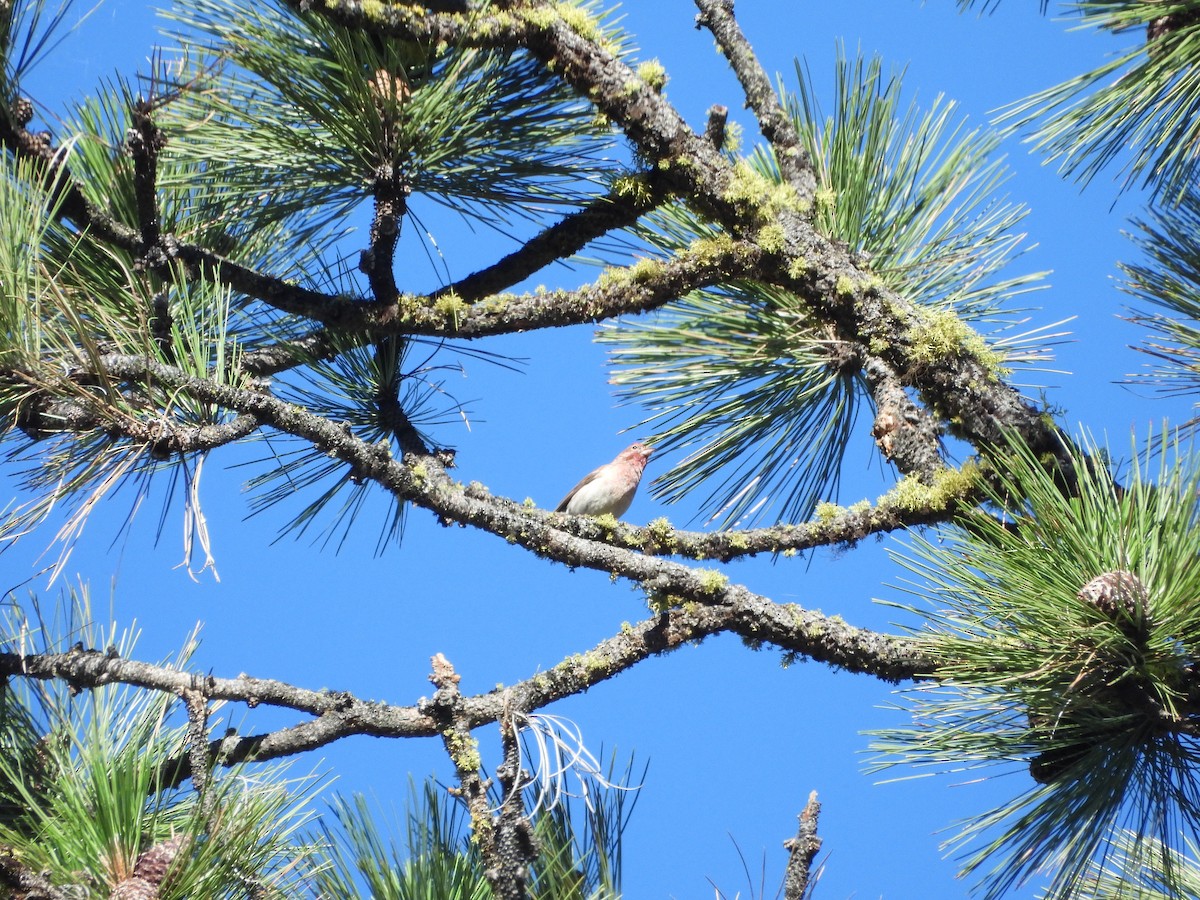 Cassin's Finch - ML638276078