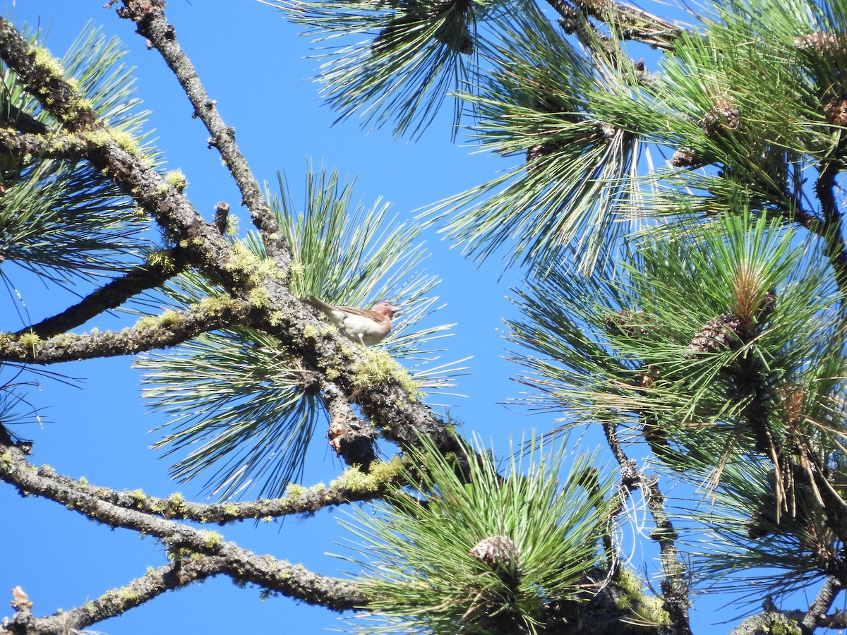 Cassin's Finch - ML638276079