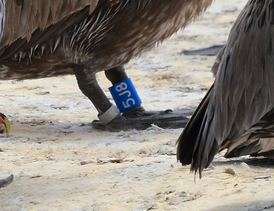 Brown Pelican - ML638276080