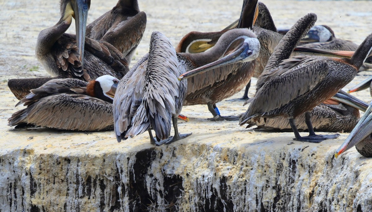 Brown Pelican - ML638276081