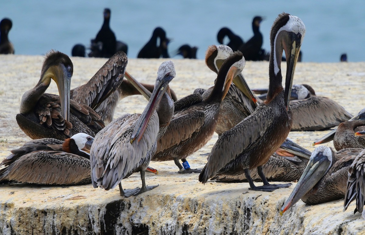 Brown Pelican - ML638276082