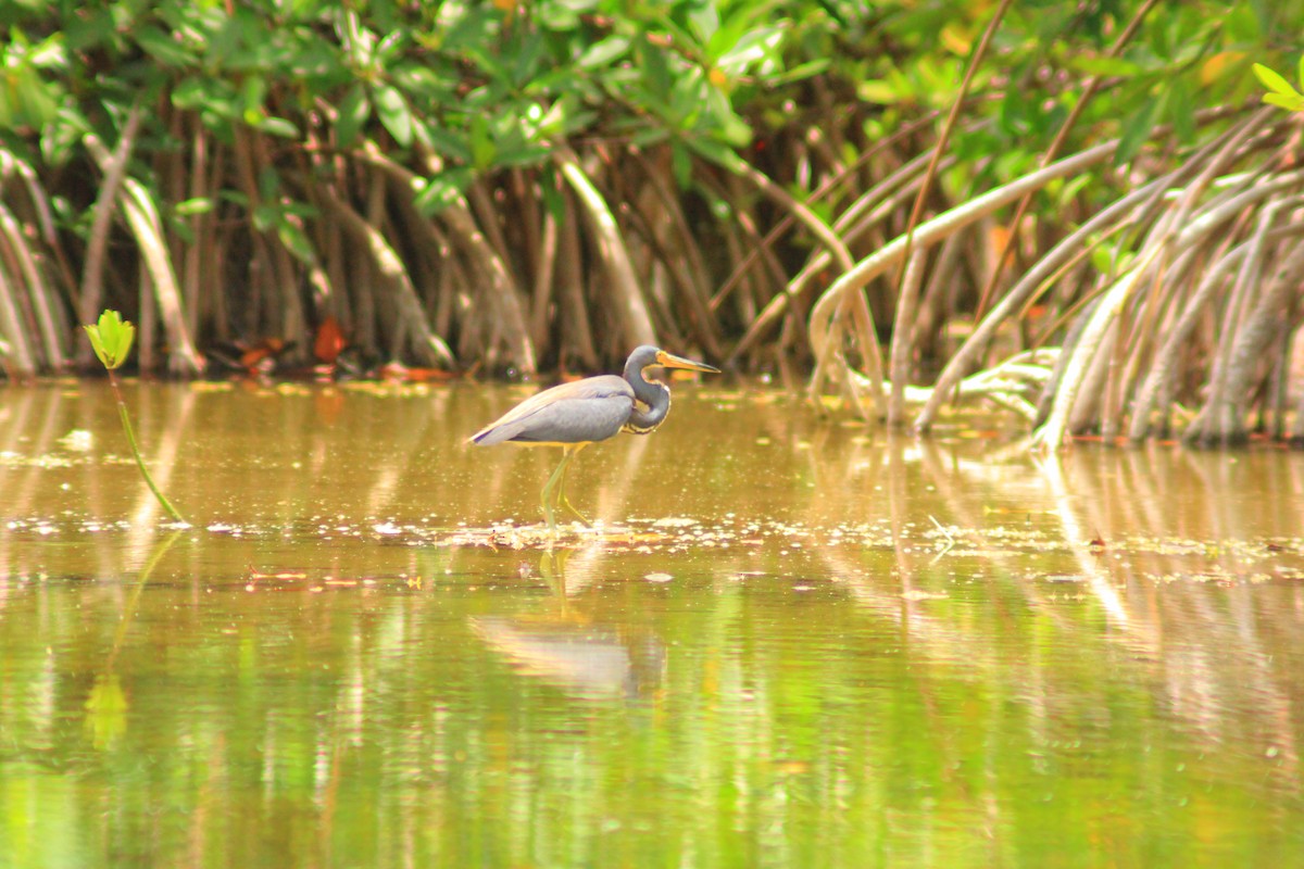 Tricolored Heron - ML638276084
