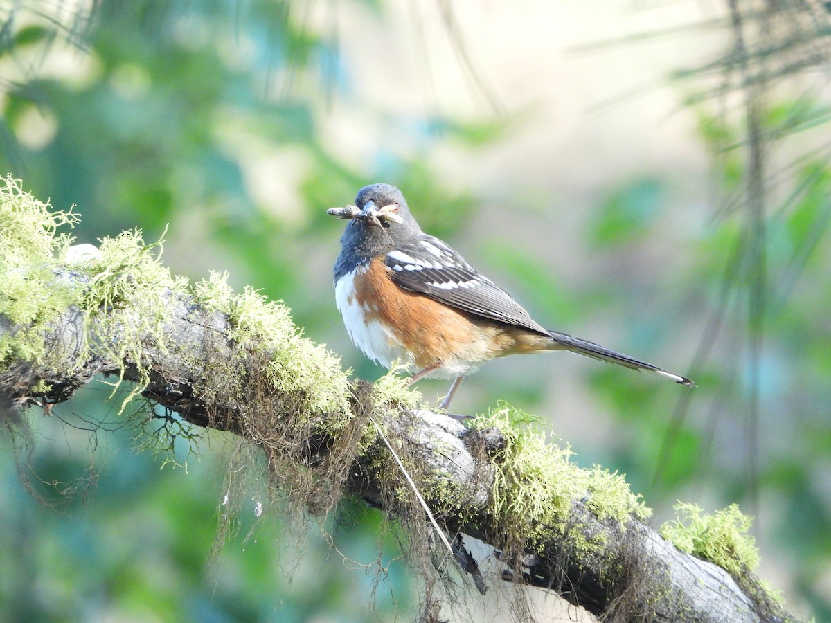 Spotted Towhee - ML638276086