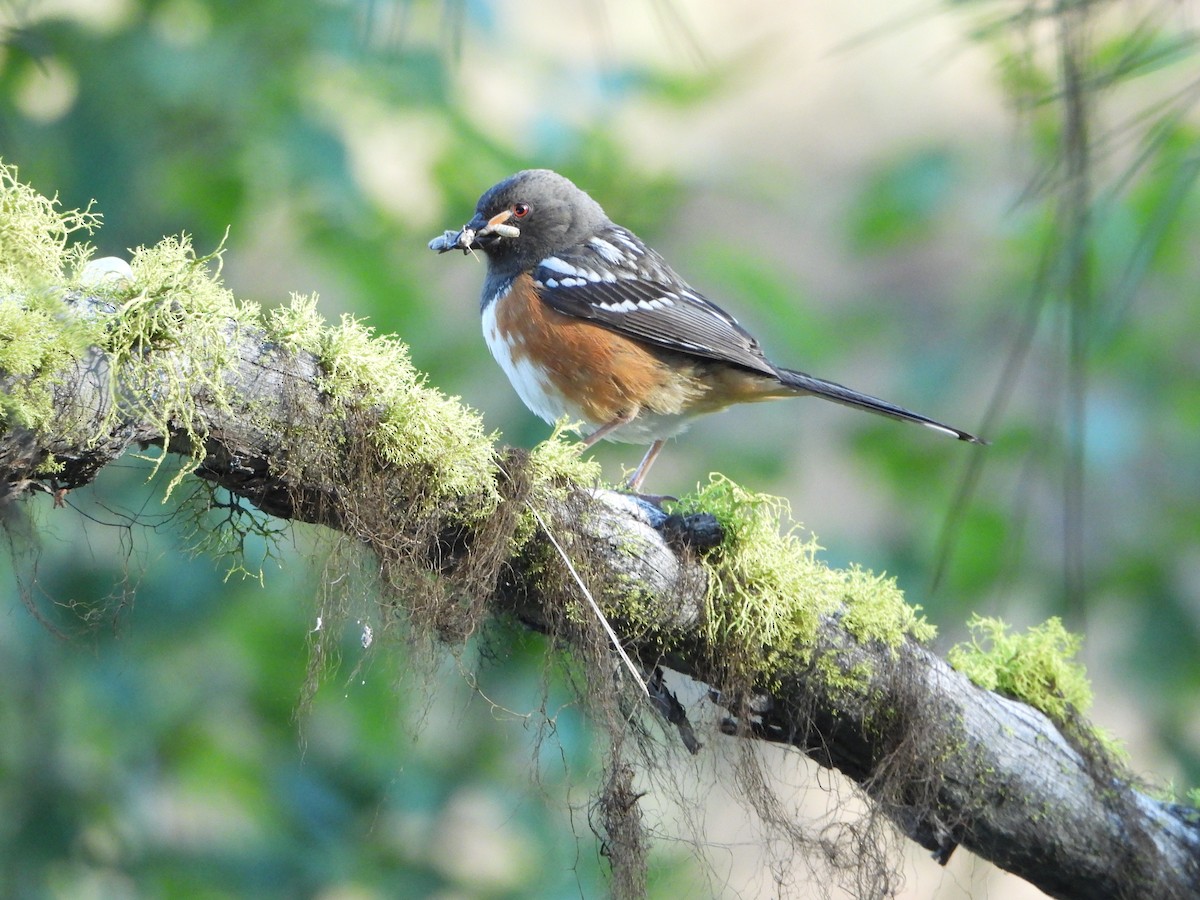 Spotted Towhee - ML638276087