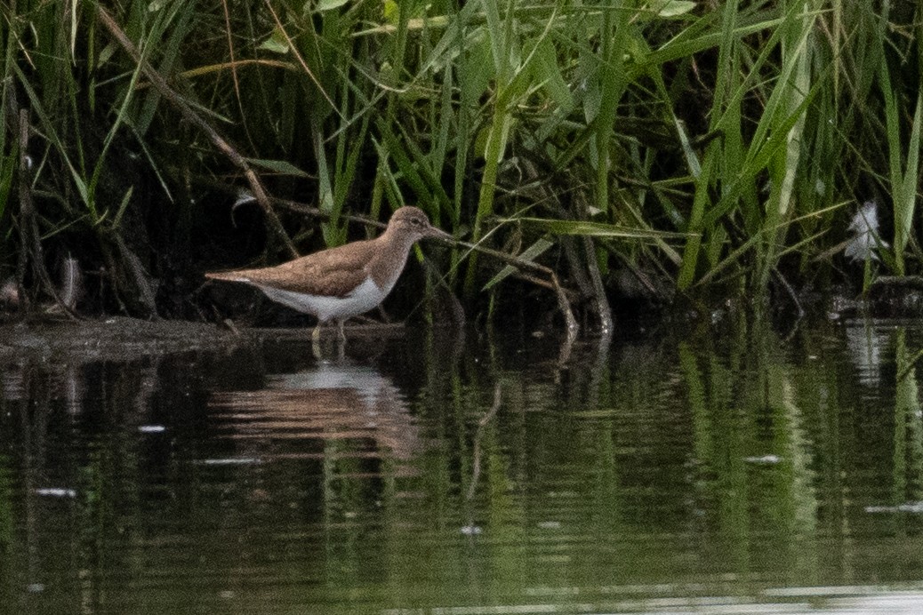Common Sandpiper - ML638276099