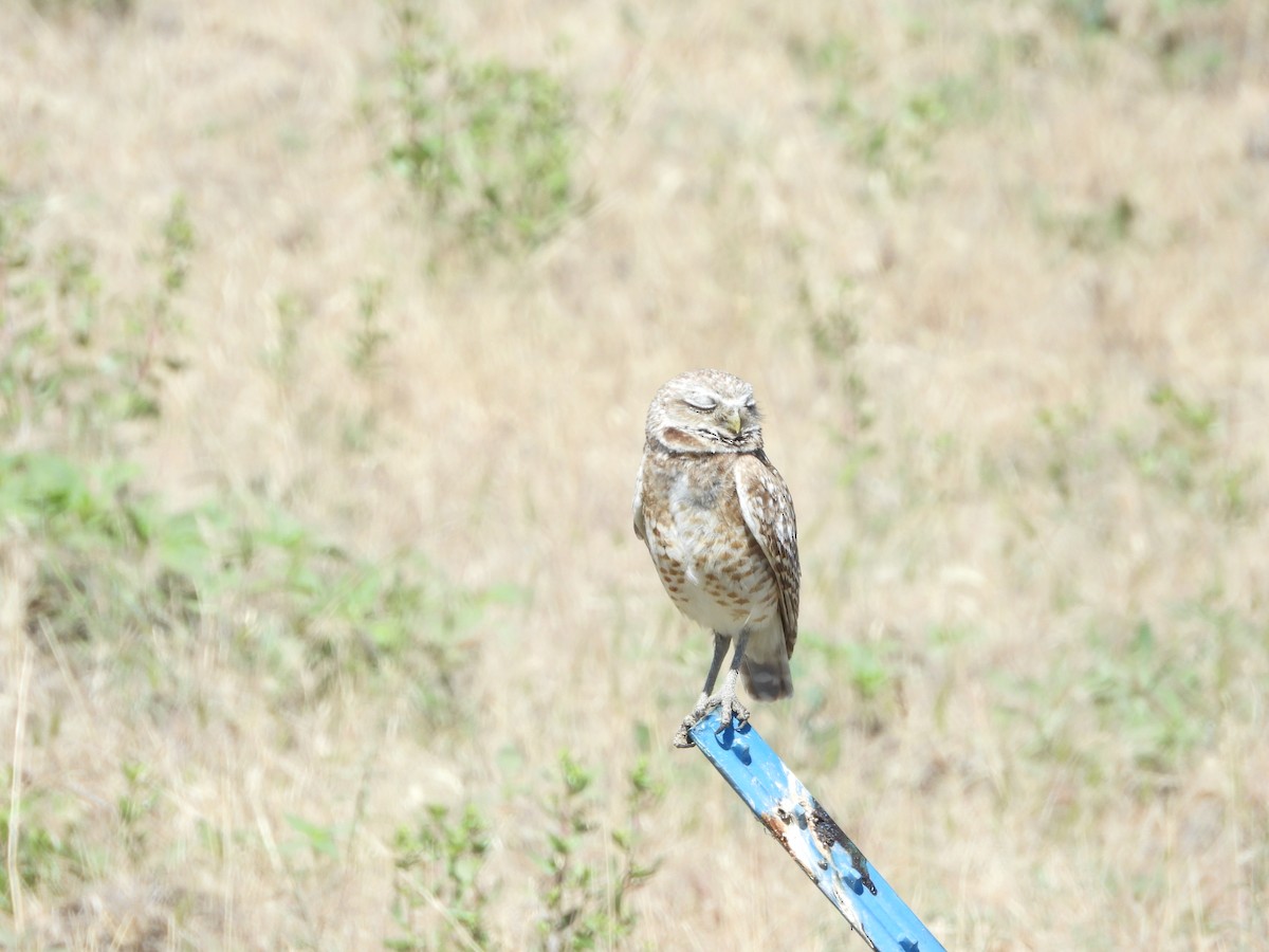 Burrowing Owl - ML638276103