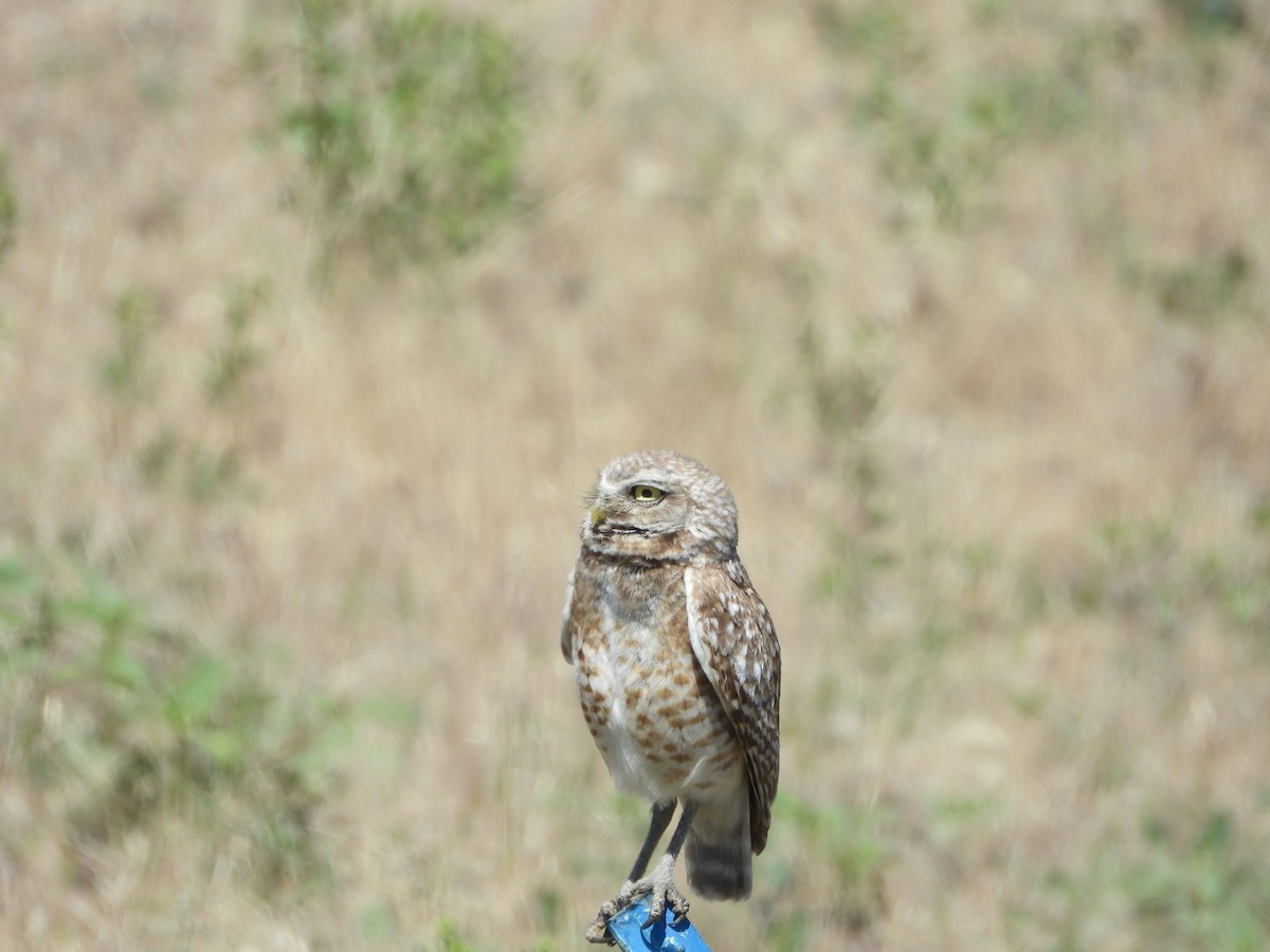 Burrowing Owl - ML638276104