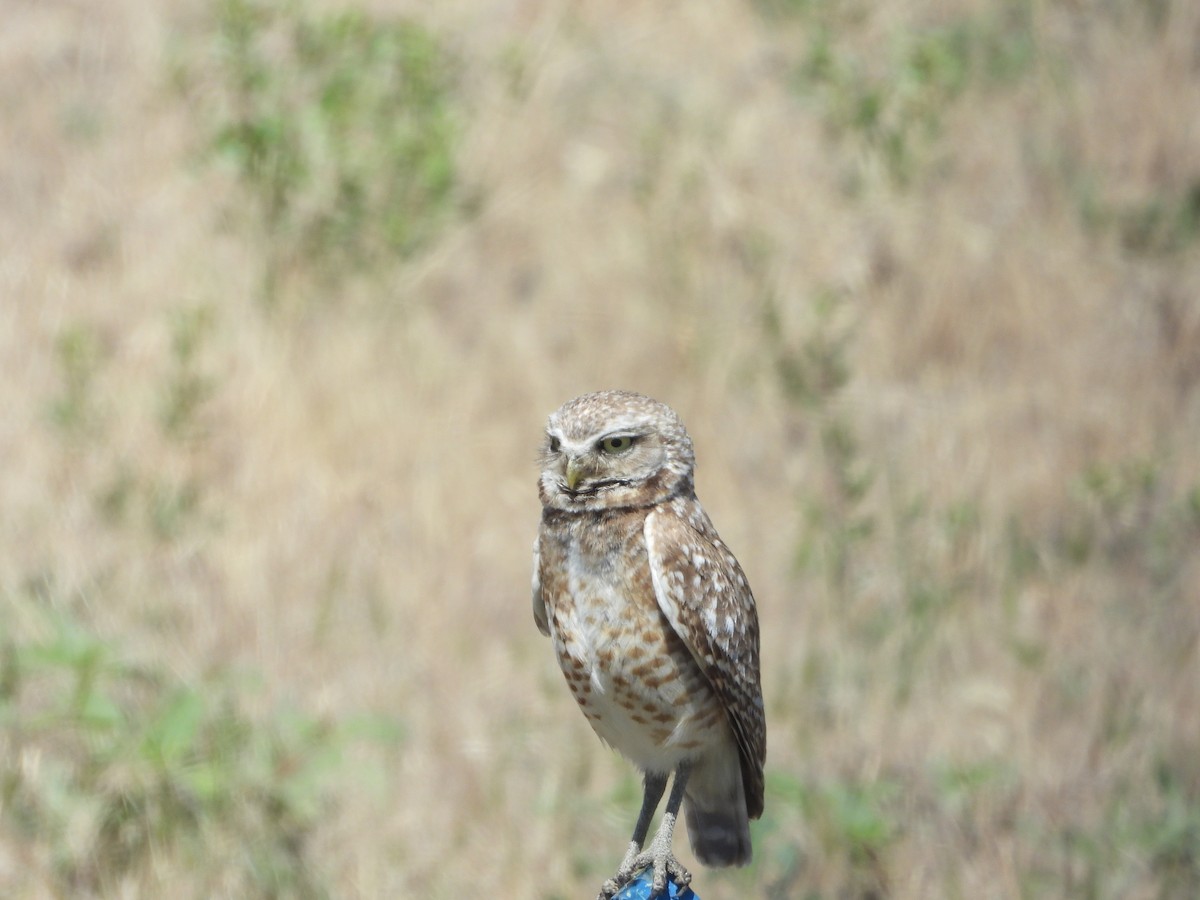 Burrowing Owl - ML638276106