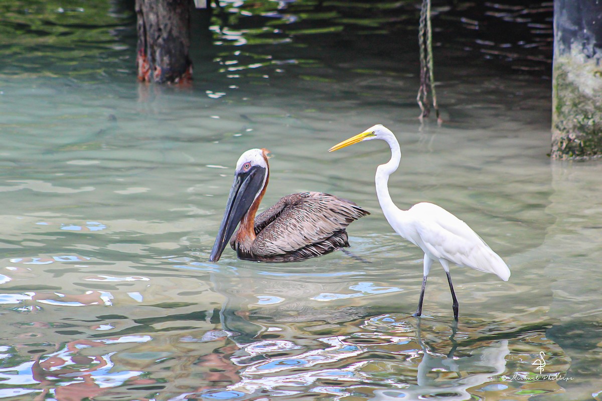 Brown Pelican - ML638276113
