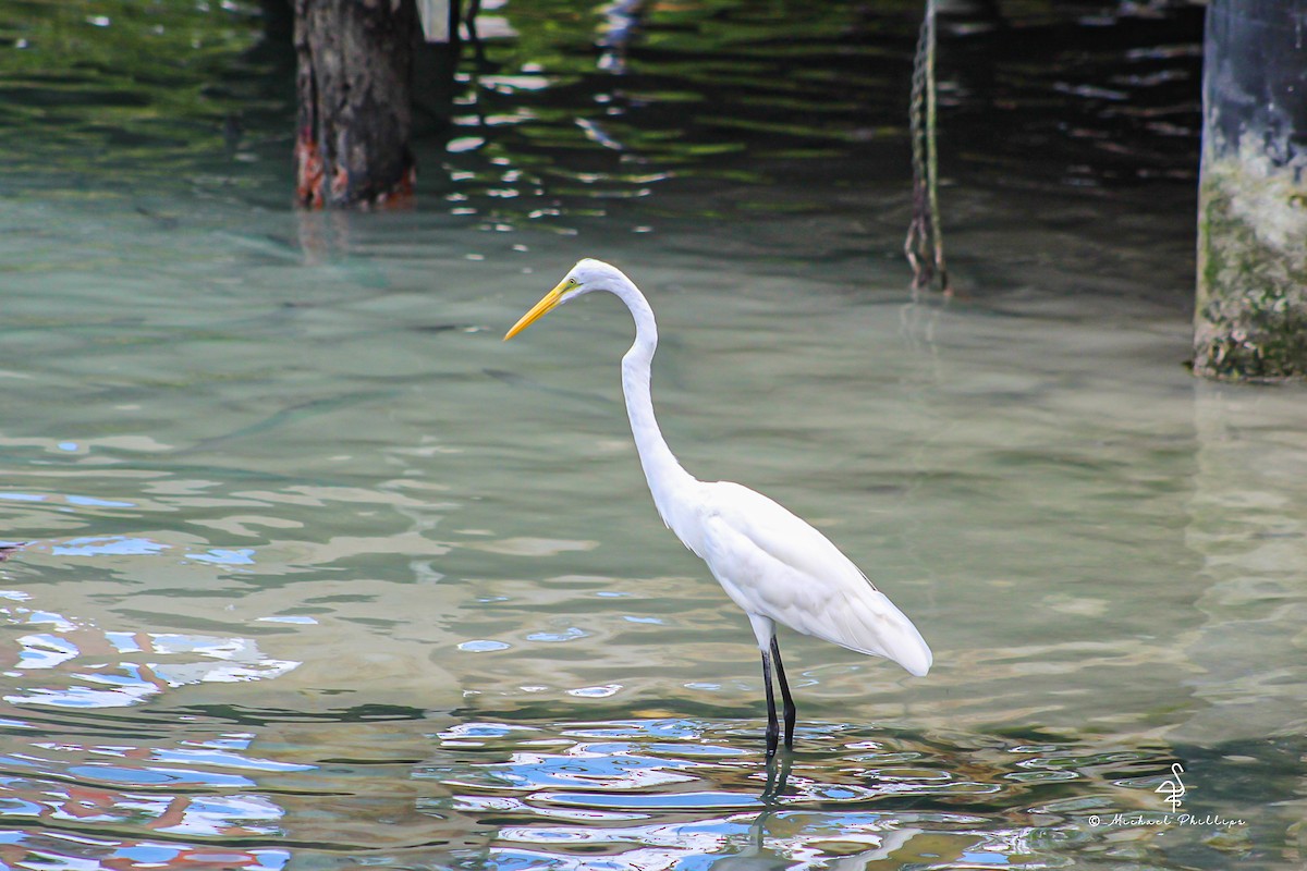 Great Egret - ML638276120