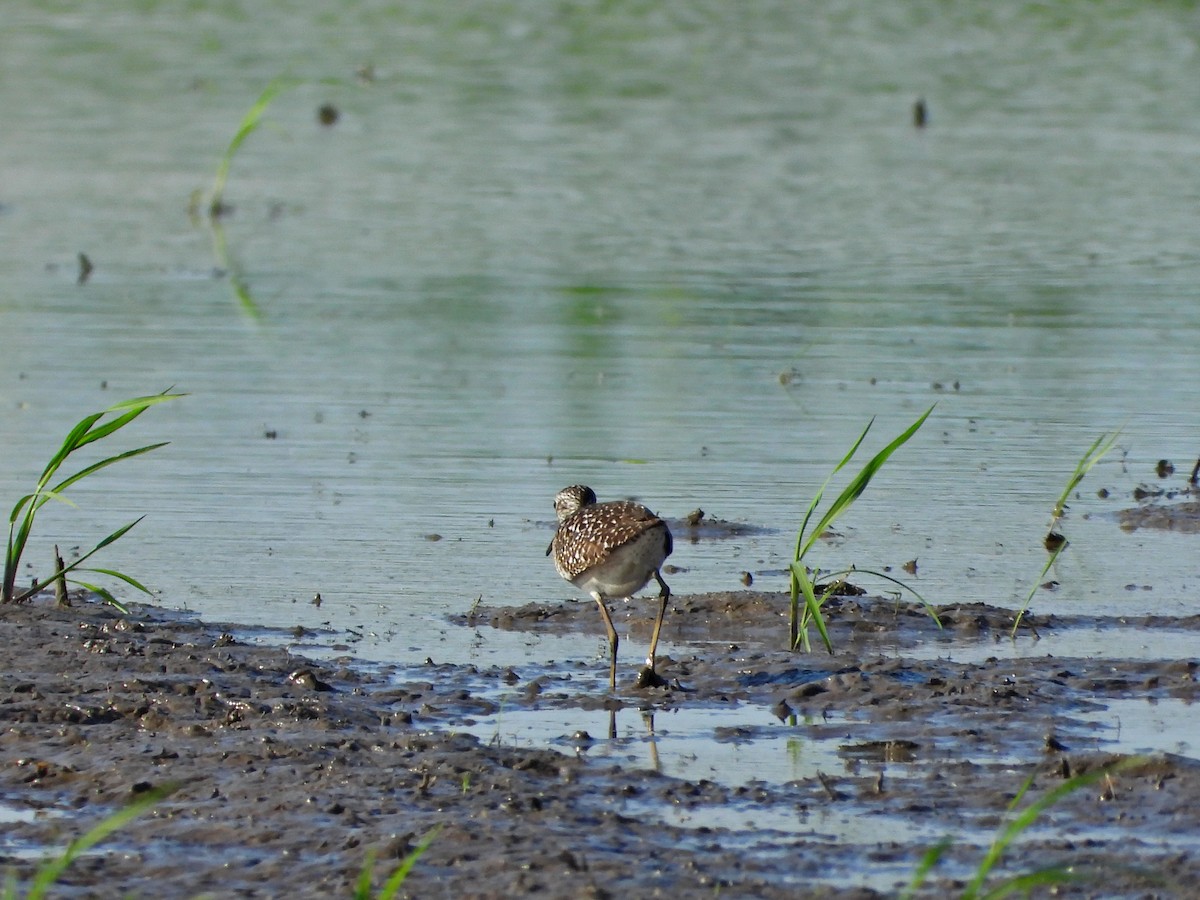 Wood Sandpiper - ML638276152