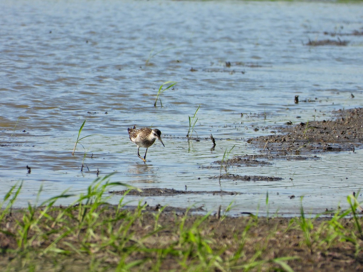 Wood Sandpiper - ML638276154