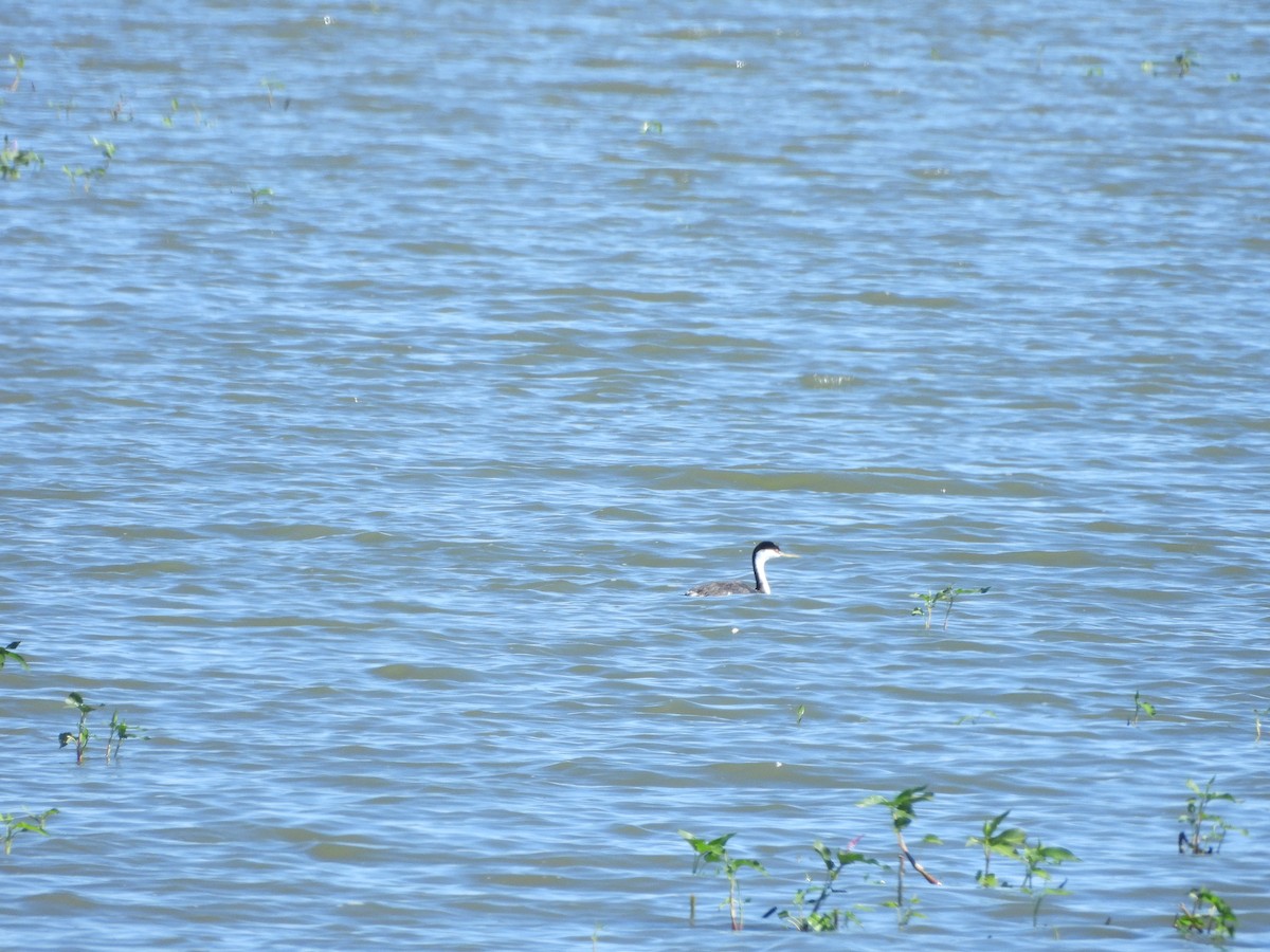 Clark's Grebe - ML638276158