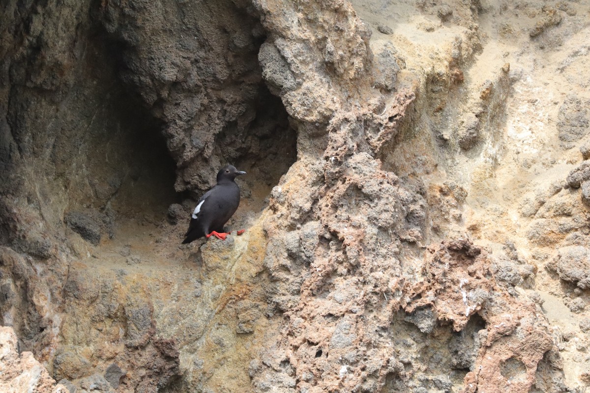 Pigeon Guillemot - ML638276172