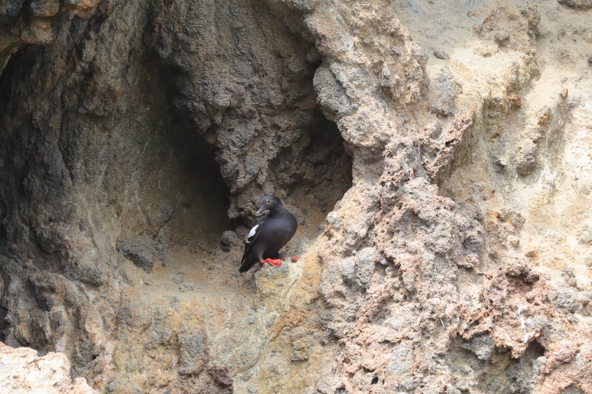 Pigeon Guillemot - ML638276173