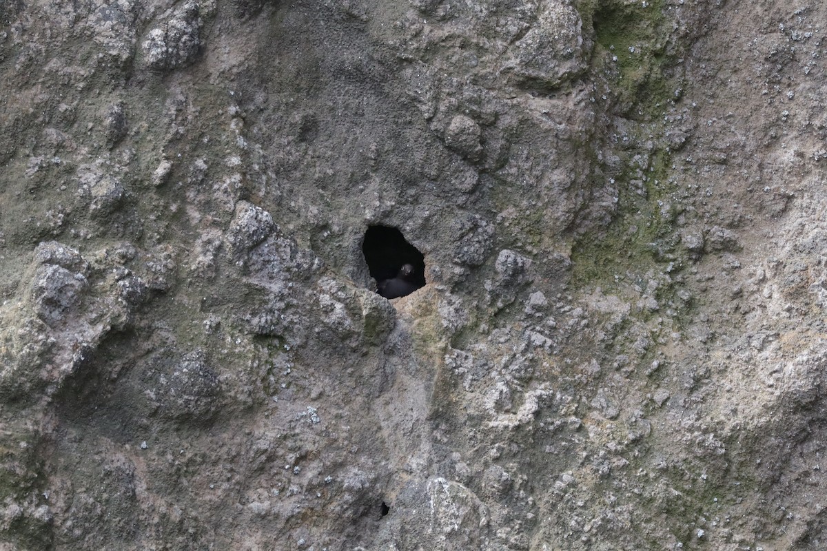 Pigeon Guillemot - ML638276174