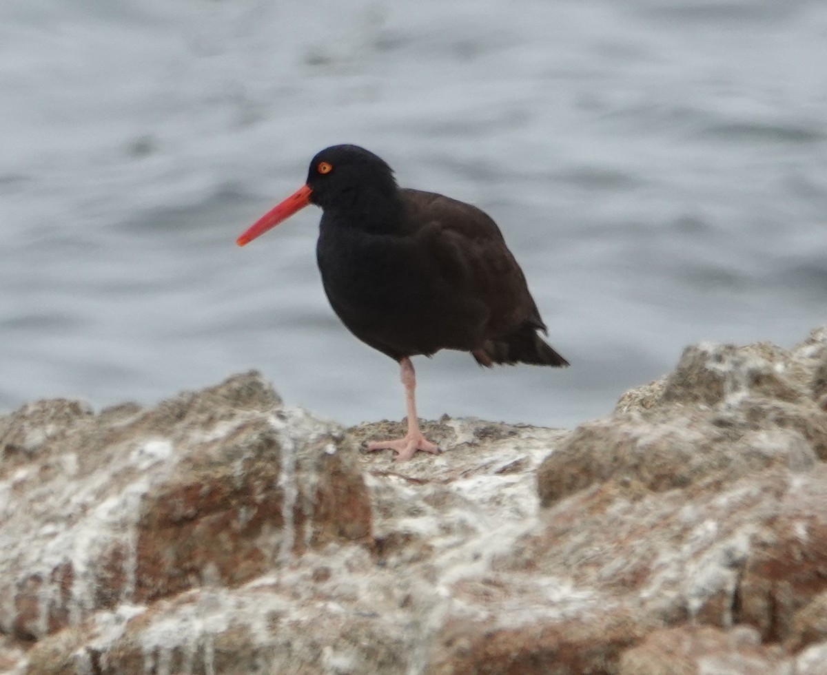 Black Oystercatcher - ML638276176