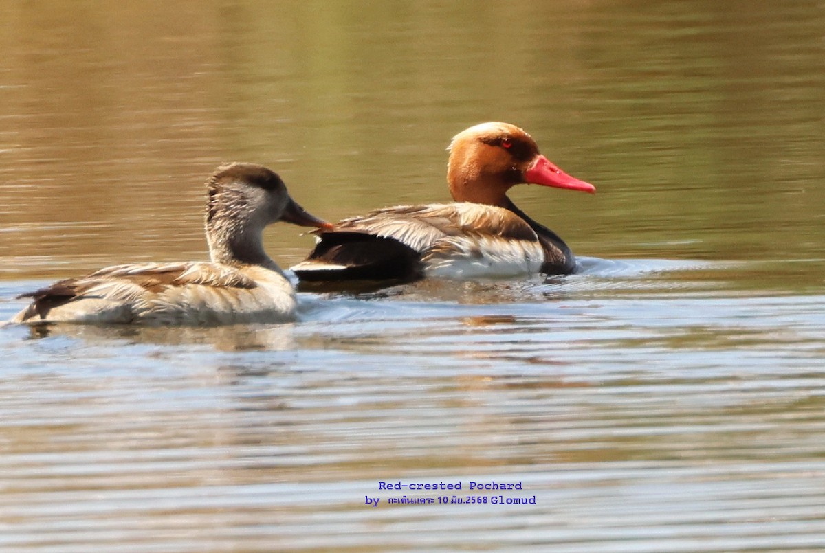 Red-crested Pochard - ML638276193