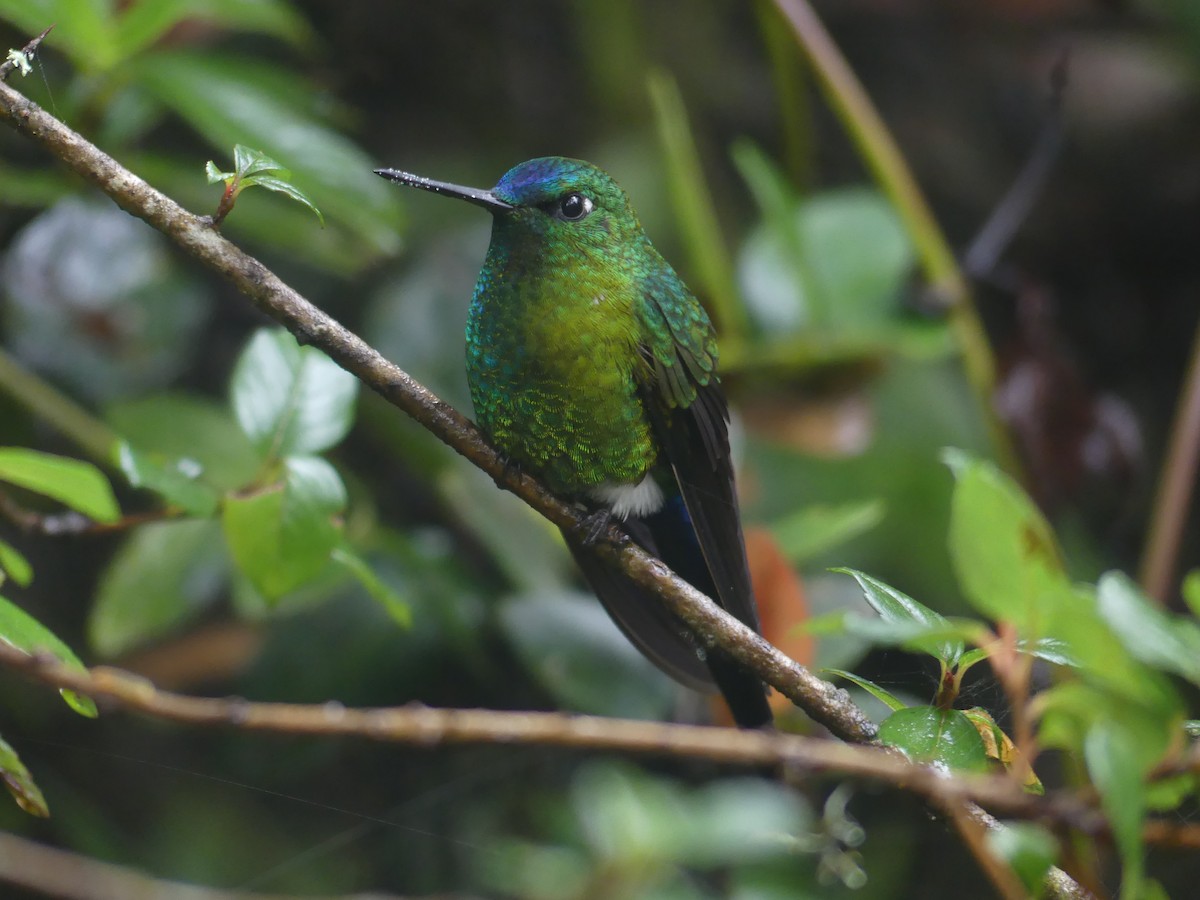 Sapphire-vented Puffleg - ML638276199