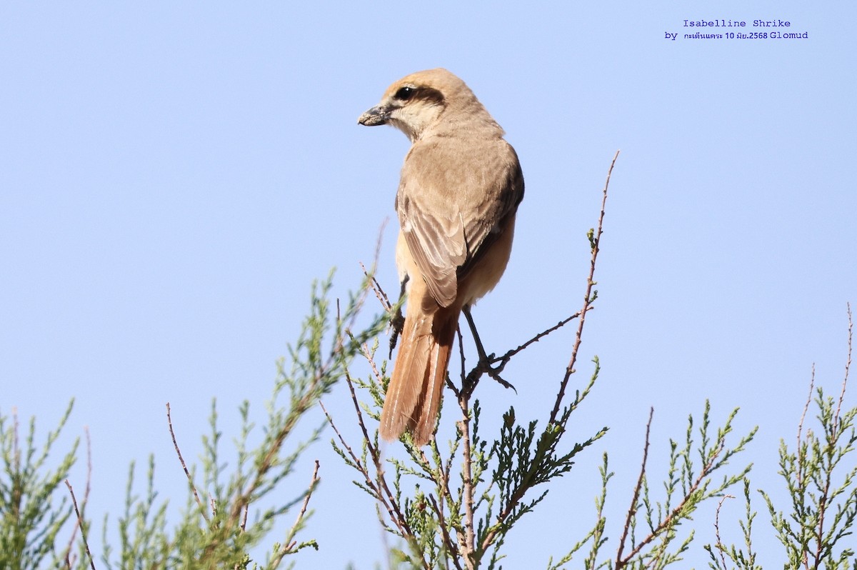 Isabelline Shrike (Chinese) - ML638276204