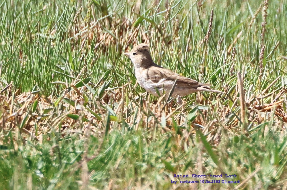 Asian Short-toed Lark - ML638276212