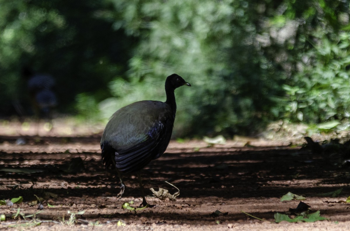 Dark-winged Trumpeter (Xingu) - ML638276215