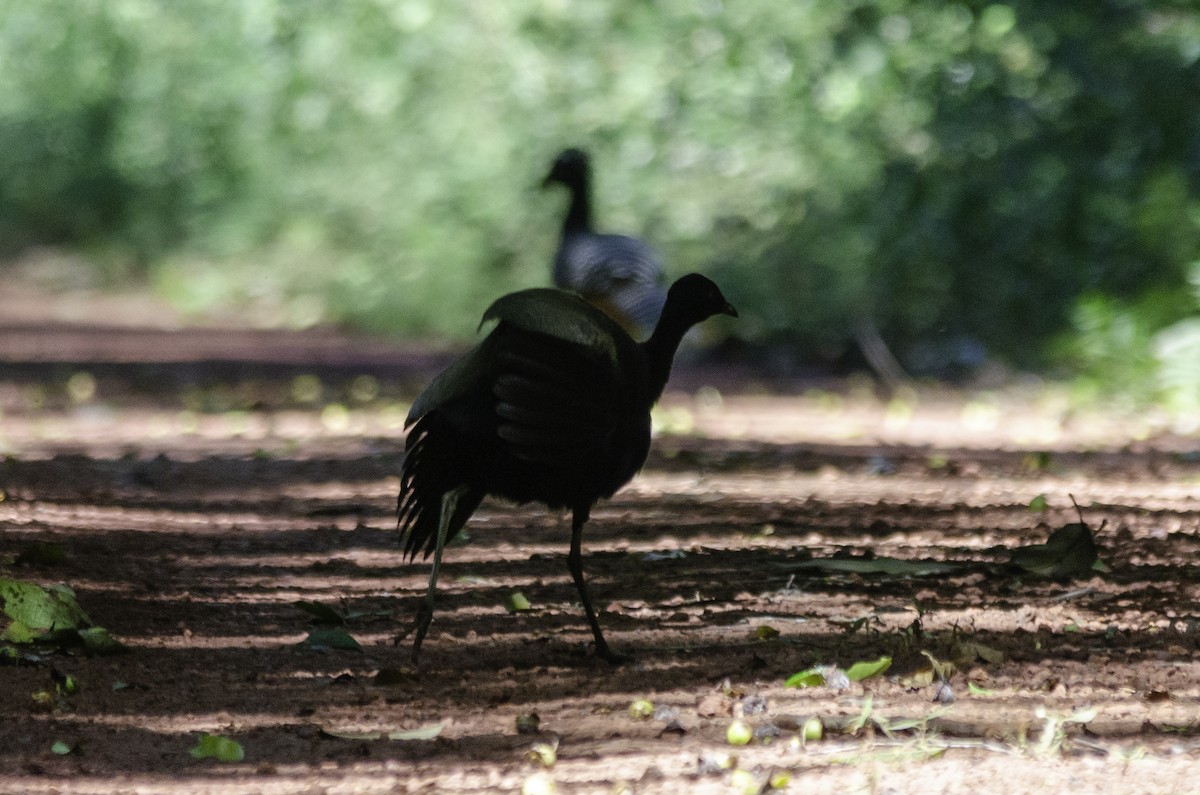 Dark-winged Trumpeter (Xingu) - ML638276221