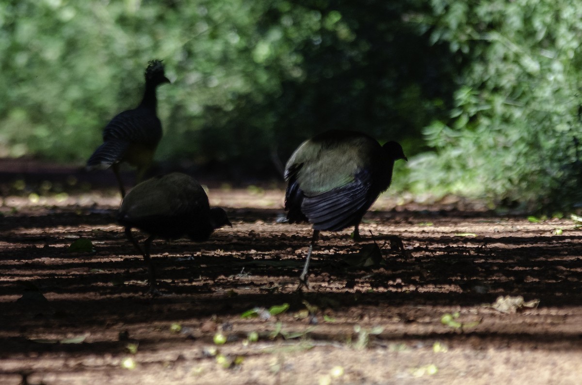 Dark-winged Trumpeter (Xingu) - ML638276222