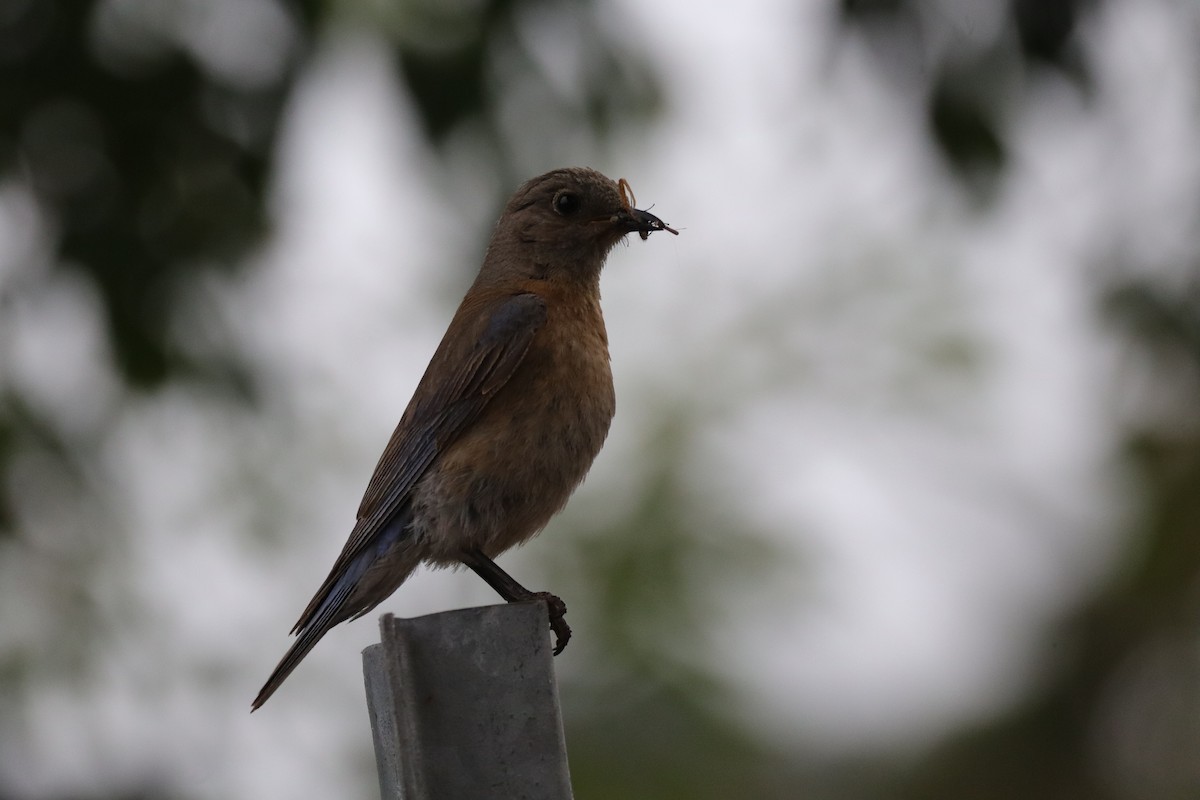 Western Bluebird - ML638276227