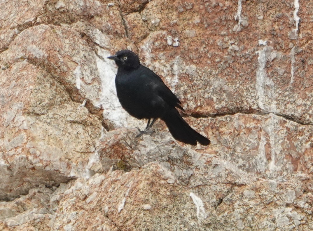 Brewer's Blackbird - ML638276228